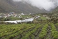 ANDEAN TUBER POTATO PLANT OF PERU