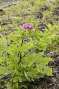 ANDEAN TUBER POTATO PLANT OF PERU