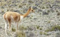 Andean vicu a, Colca Canyon, Arequipa, Peru Royalty Free Stock Photo
