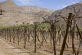 Andean vineyards.