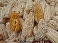 Andean white corn Royalty Free Stock Photo