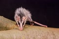 Andean white eared opossum on a branch zarigueya