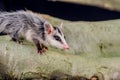 Andean white eared opossum on a branch zarigueya Royalty Free Stock Photo