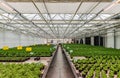 Anderlecht, Brussels Capital Region - Belgium - Greenhouse cultivation at the rooftop Aquaphonic Farms