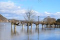 Andernach, Germany - 02 04 2021: Trees in the Rhine flood Royalty Free Stock Photo