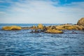 Anderson island the seal colony at Wilson Promontory Victoria Australia