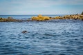 Anderson island the seal colony at Wilson Promontory Victoria Australia