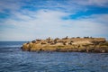 Anderson island the seal colony at Wilson Promontory Victoria Australia