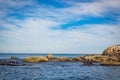 Anderson island the seal colony at Wilson Promontory Victoria Australia