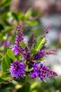 Andersons Hebe flowering in springtime in Eastbourne Royalty Free Stock Photo