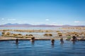 Andes, Bolivia - Oct 11th 2017 - Group of tourists enjoying a hot bath at a natural spring in the Andes Altiplano, blue sky, exoti Royalty Free Stock Photo