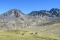 Andes mountains valley and alpacas Royalty Free Stock Photo