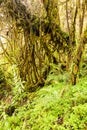 Andes Rainforest Vegetation