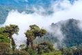 From Andes to Amazon, Ecuador Royalty Free Stock Photo
