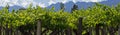 Andes & Vineyard, Lujan de Cuyo, Argentina Royalty Free Stock Photo