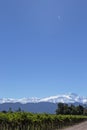 Andes & Vineyard & Aircraft Vapour Trail