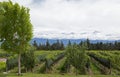 Andes & Vineyard, Uco Valley, Mendoza Royalty Free Stock Photo