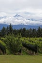Andes & Vineyard, Uco Valley, Mendoza Royalty Free Stock Photo