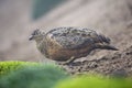 Andeskwartelsnip, Rufous-bellied Seedsnipe, Attagis gayi Royalty Free Stock Photo