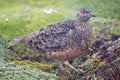 Andeskwartelsnip, Rufous-bellied Seedsnipe, Attagis gayi Royalty Free Stock Photo