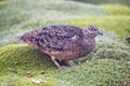 Andeskwartelsnip, Rufous-bellied Seedsnipe, Attagis gayi Royalty Free Stock Photo