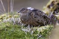 Andeskwartelsnip, Rufous-bellied Seedsnipe, Attagis gayi Royalty Free Stock Photo