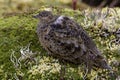 Andeskwartelsnip, Rufous-bellied Seedsnipe, Attagis gayi Royalty Free Stock Photo