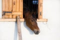 Andi-horses-Horse farm Royalty Free Stock Photo