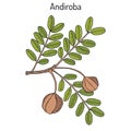 Andiroba Carapa guianensis , medicinal plant Royalty Free Stock Photo