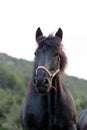 Andorran horses in the Incles Valley, Andorra