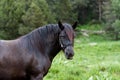 Andorran horses in the Incles Valley, Andorra