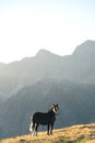 Andorran horses in the mountains at sunset in the Pyrenees Royalty Free Stock Photo