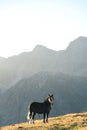 Andorran horses in the mountains at sunset in the Pyrenees