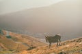 Andorran horses in the mountains at sunset in the Pyrenees