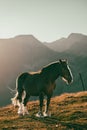Andorran horses in the mountains at sunset in the Pyrenees Royalty Free Stock Photo