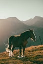 Andorran horses in the mountains at sunset in the Pyrenees