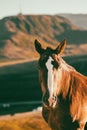 Andorran horses in the mountains at sunset in the Pyrenees Royalty Free Stock Photo