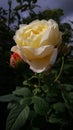 Andre Brichet rose, broad white yellow flower.