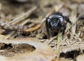 Andrena cineraria