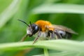 Andrena nitida, female mining bee