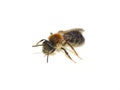 Andrena ruficrus wild solitary bee isolated Royalty Free Stock Photo