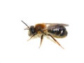 Andrena ruficrus wild solitary bee isolated Royalty Free Stock Photo