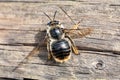 Andrenidae bee. The Andrenidae, commonly known as mining bees, are a large, nearly cosmopolitan family of solitary, ground-
