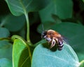 Andrenidae (Mining Bees) is a family of Hymenoptera, wild bee on a leaf