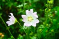 Summer flowers in the Spaso-Andronikov monastery in Moscow, Russia Royalty Free Stock Photo