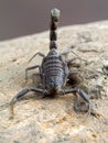D97 P1010081 Juvenile Arabian fat-tail scorpion, Androctonus crassicauda copyright ernie cooper 2019