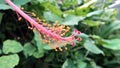 Androecium and gynoecium of hibiscus flower with green background isolated Image. Royalty Free Stock Photo