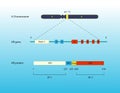 Androgen receptor gene