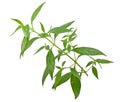 Andrographis paniculata Green chiretta isolated on a white background Royalty Free Stock Photo