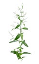 Andrographis paniculata isolated on a white background Royalty Free Stock Photo